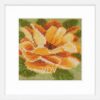 Rose Hip